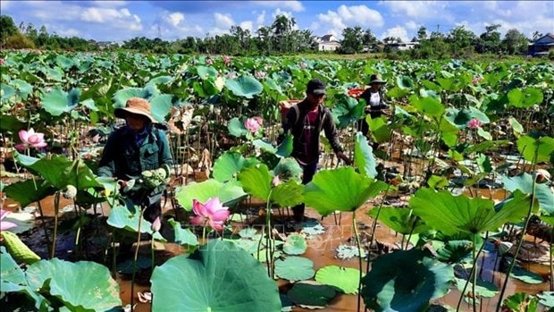 Nông dân huyện Phong Điền thu hoạch sen. (Ảnh: Tường Vi - TTXVN) Nông dân huyện Phong Điền thu hoạch sen. (Ảnh: Tường Vi - TTXVN)