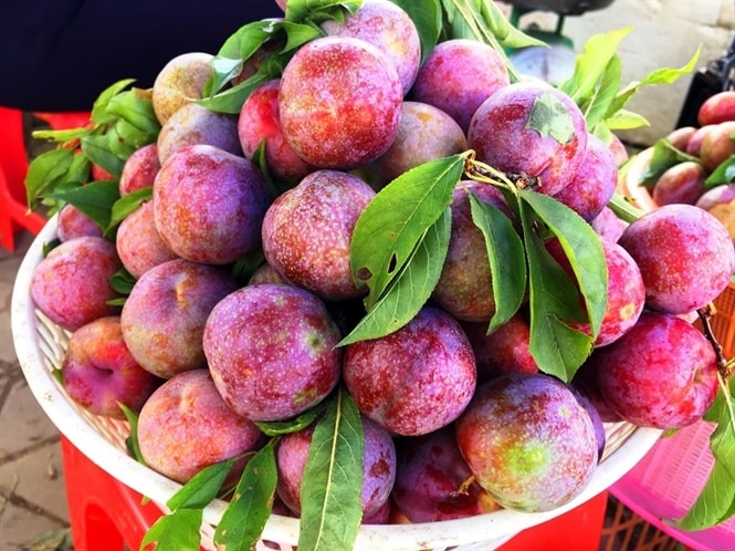 Mận Tam Hoa Bắc Hà