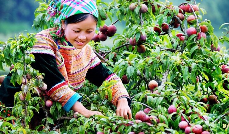 Thu hoạch mận Tam Hoa Bắc Hà