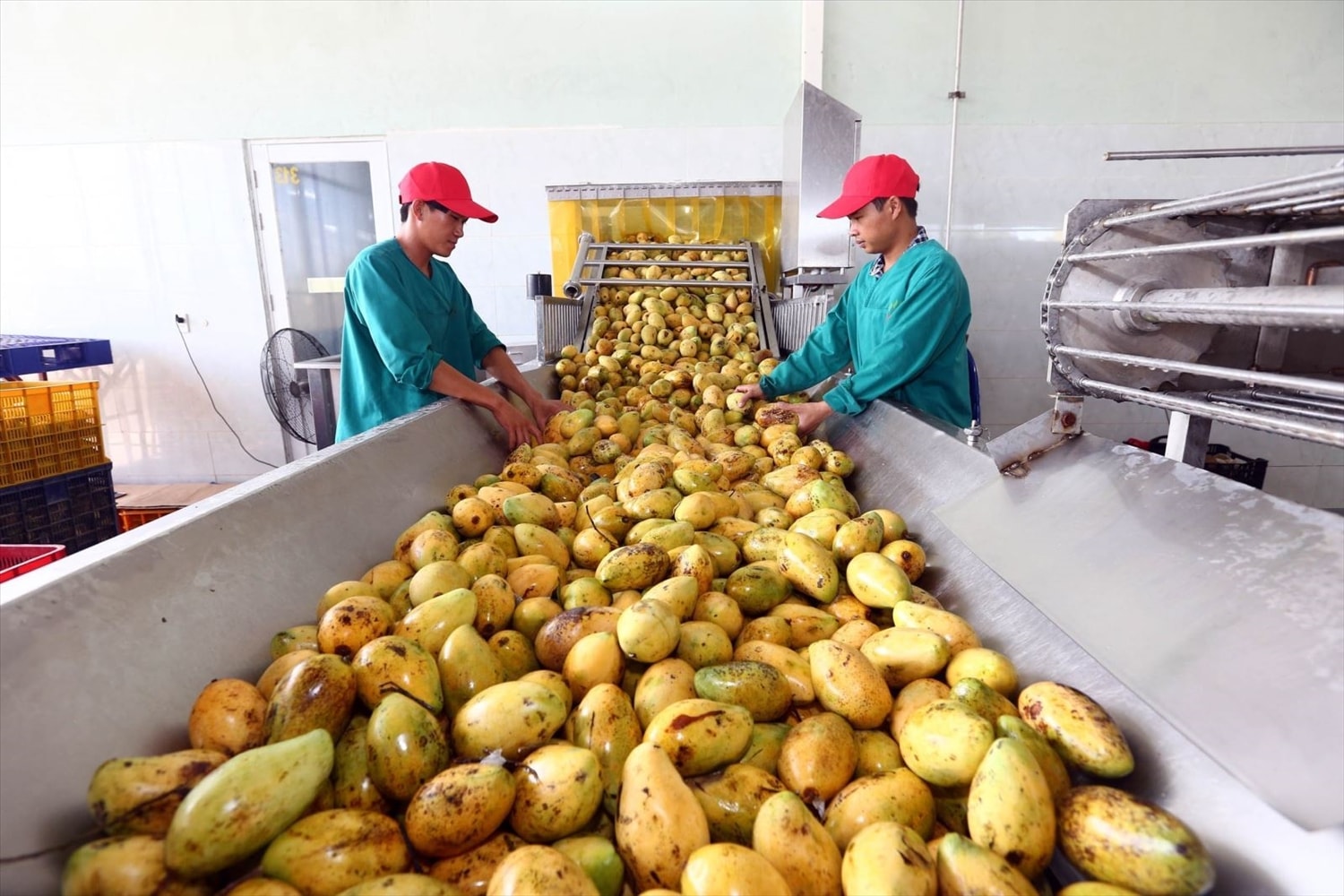 Kêu gọi đầu tư công nghệ chế biến sâu nông sản vẫn đang là điểm yếu của vùng trung du và miền núi phía Bắc