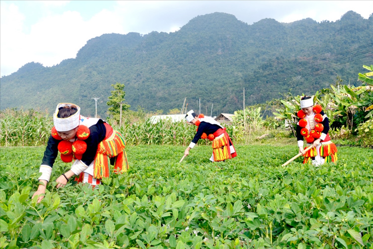 Quy mô sản xuất hàng hóa trong vùng còn nhỏ lẻ, thiếu sự quy hoạch, liên kết đồng bộ
