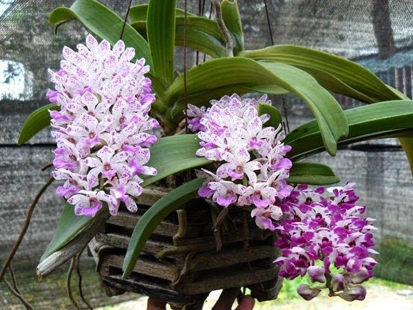 Hoa phong lan là món quà từ thiên nhiên, mang ý nghĩa tượng trưng cho sự thanh cao, trang nhã nên được nhiều người chọn để làm đẹp cho nhà mình.. Ảnh minh họa