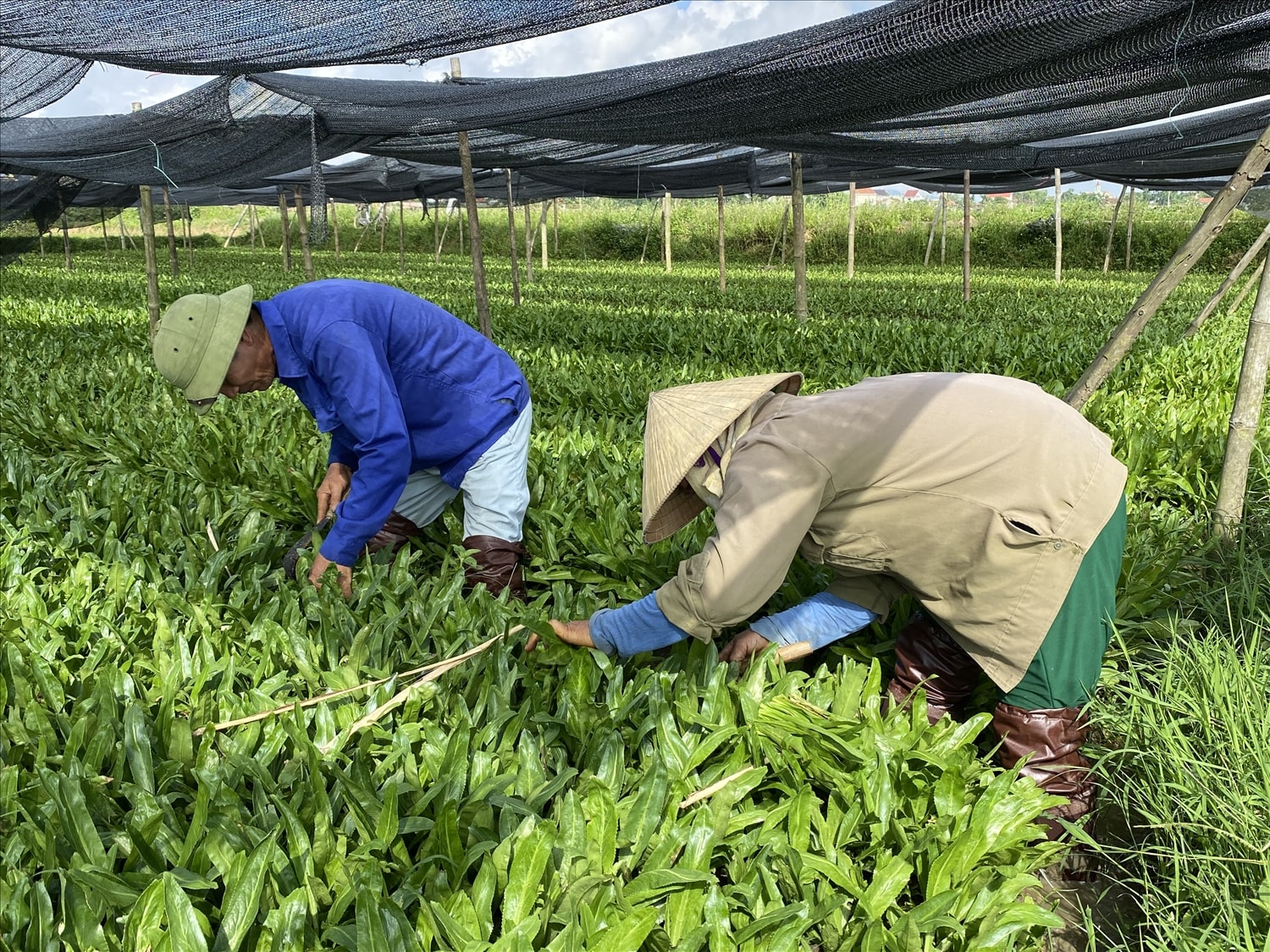 ợ chồng ông Lương Đình Đường thu hoạch rau mùi tàu