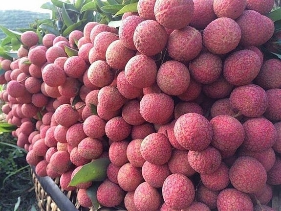 Vải thiều Bắc Giang đang được kết nối, tiêu thụ  trên nền tảng số 