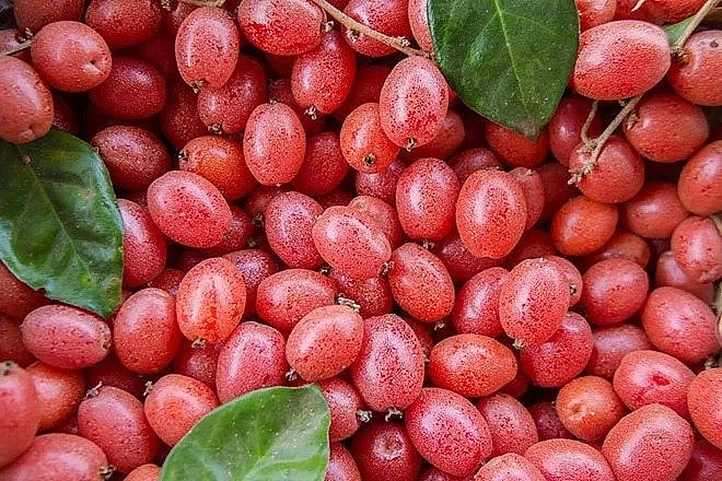 Những bài thuốc chữa bệnh từ cây nhót 1