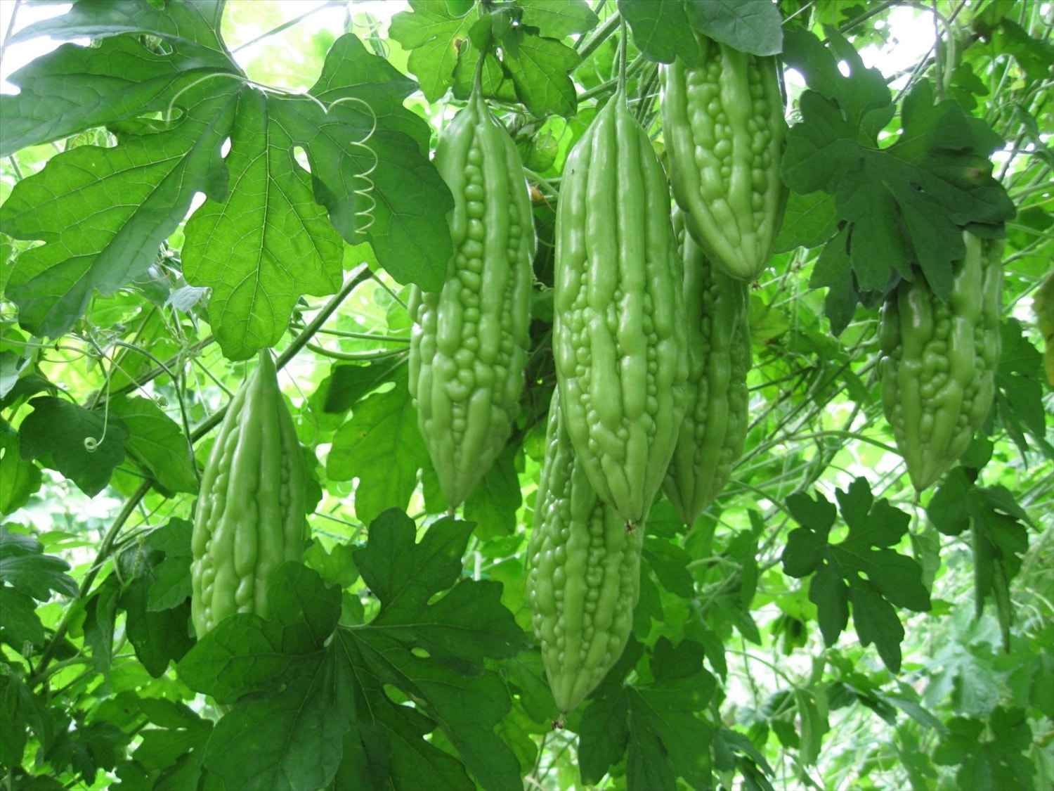 Mướp đắng bổ rất tốt cho sức khỏe và thích hợp trồng trong tháng 6 Mướp đắng bổ rất tốt cho sức khỏe và thích hợp trồng trong tháng 6