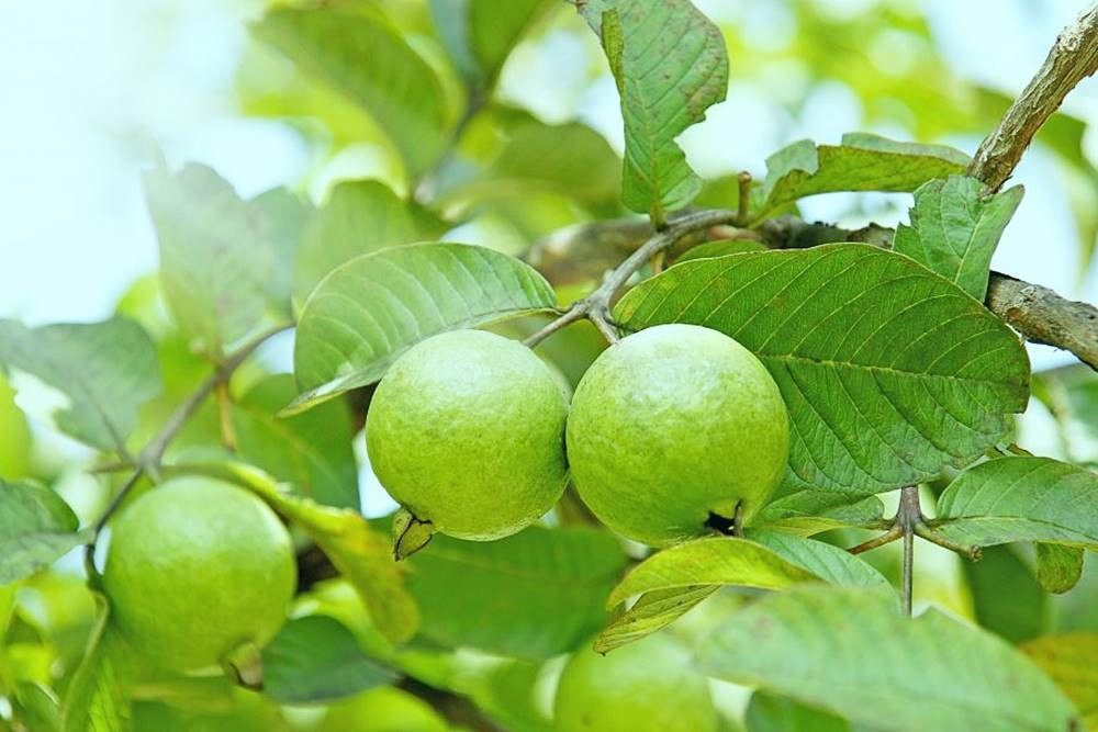 Mỗi bộ phận của cây ổi sẽ có những tác dụng, dược tính khác nhau