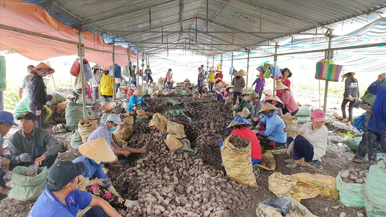 Người trồng khoai Vĩnh Long điêu đứng vì giá khoai thấp kỉ lục