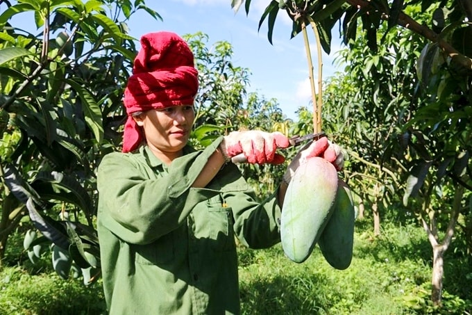 Người dân áp dụng khoa học kỹ thuật vào thâm canh, tăng năng suất cây trồng