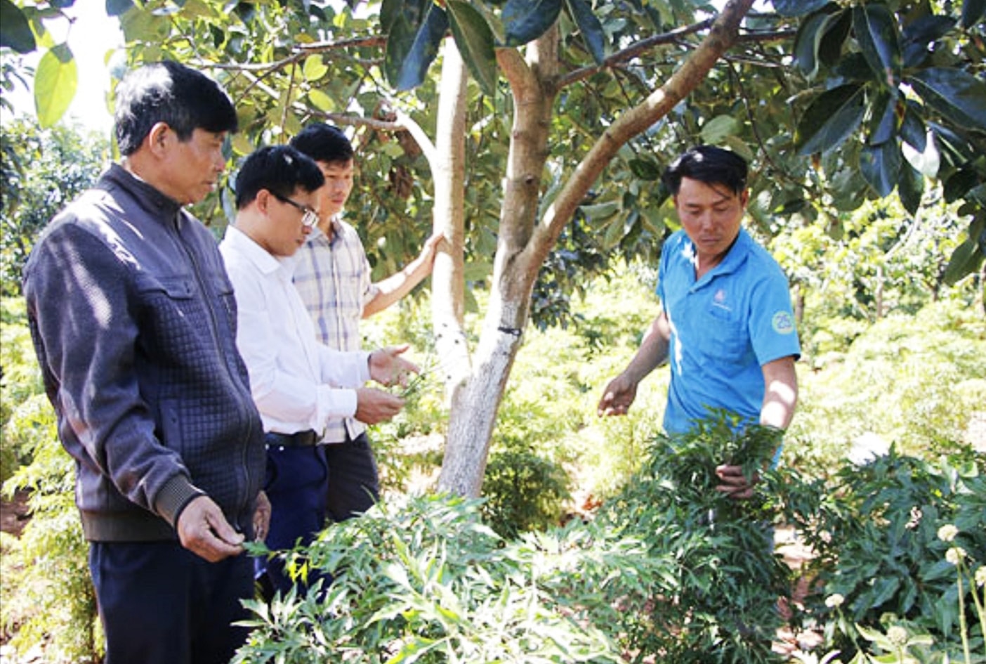 Mô hình xen canh cây ăn quả trong vườn cà phê