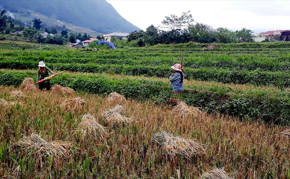 Mục tiêu bảo đảm an ninh lương thực được cụ thể hóa trong các chính sách đầu tư, hỗ trợ phát triển kinh tế - xã hội vùng đồng bào DTTS.