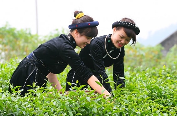 Đồng bào Tày trong lao động sản xuất. Ảnh: minh họa
