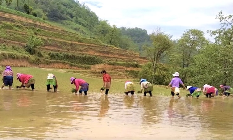 Bà con người Mông xã Bản Phố (Bắc Hà) cấy lúa vụ mùa Bà con người Mông xã Bản Phố (Bắc Hà) cấy lúa vụ mùa
