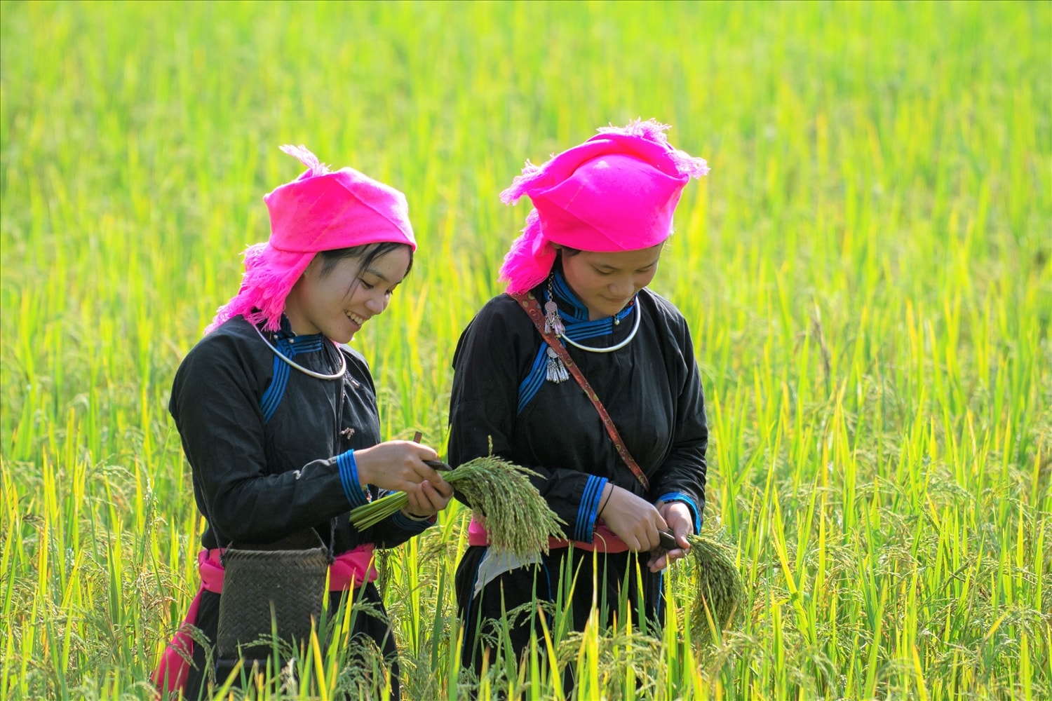 Bắc Hà mùa lúa chín Bắc Hà mùa lúa chín