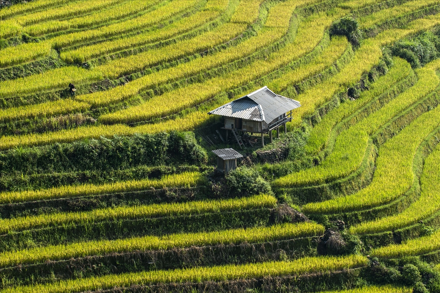 Những thửa ruộng bậc thang như những nốt nhạc trữ tình Những thửa ruộng bậc thang như những nốt nhạc trữ tình