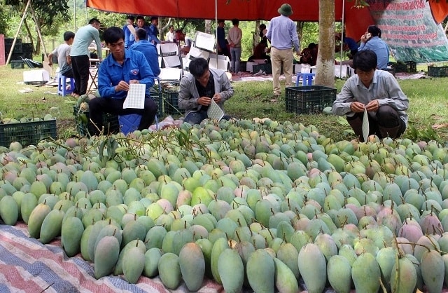 Nhờ được cấp mã số vùng trồng và áp dụng các tiêu chuẩn sản xuất theo hướng Việt Gap nên xoài Sơn La đã xây dựng được thị trường xuất khẩu lớn. Nhờ được cấp mã số vùng trồng và áp dụng các tiêu chuẩn sản xuất theo hướng Việt Gap nên xoài Sơn La đã xây dựng được thị trường xuất khẩu lớn.