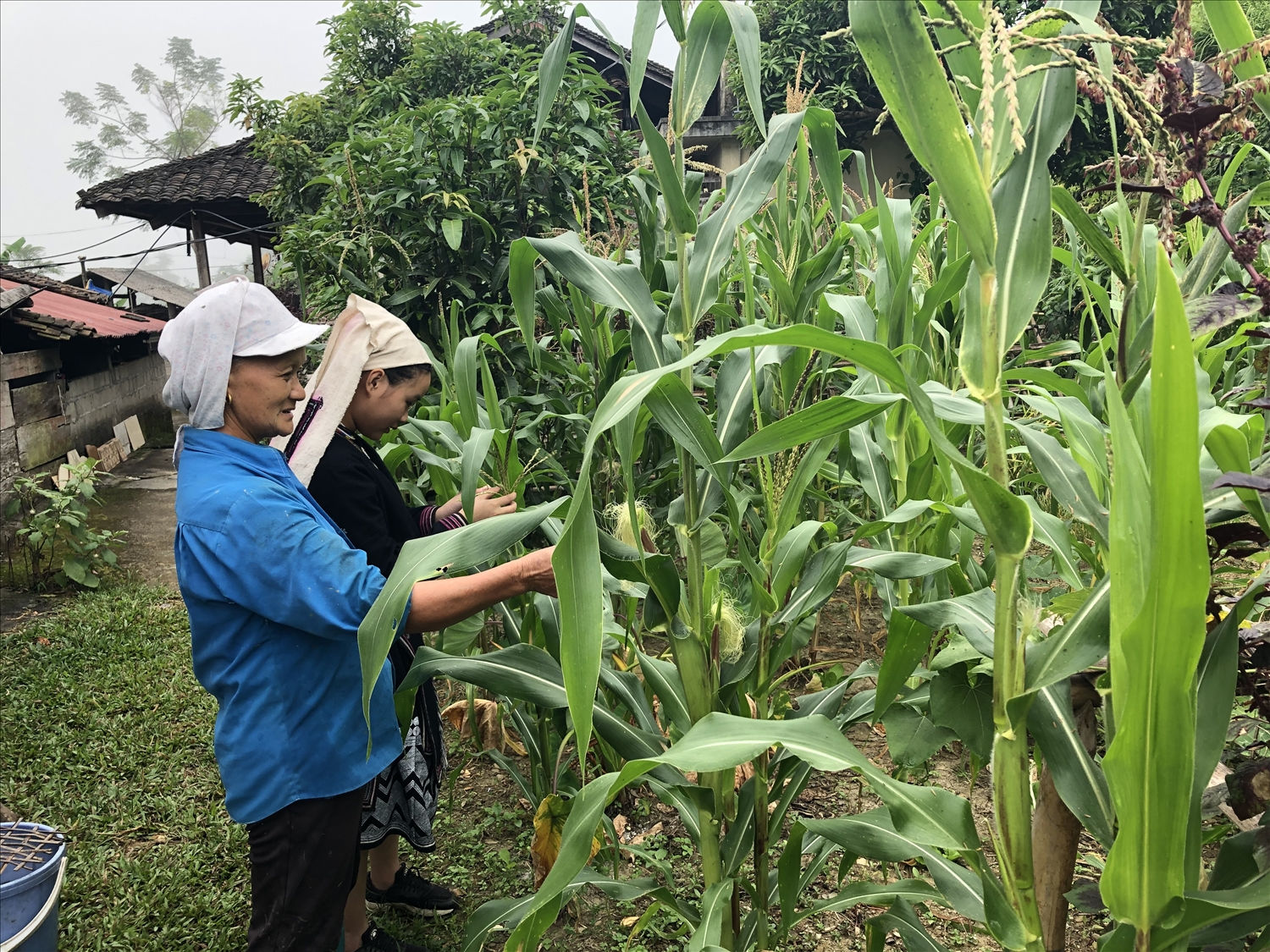 Từ nguồn vốn hỗ trợ sản xuất thuộc Chương trình 135, đời sống KT-XH vùng đồng bào DTTS ở Tuyên Quang có nhiều chuyển biến tích cực