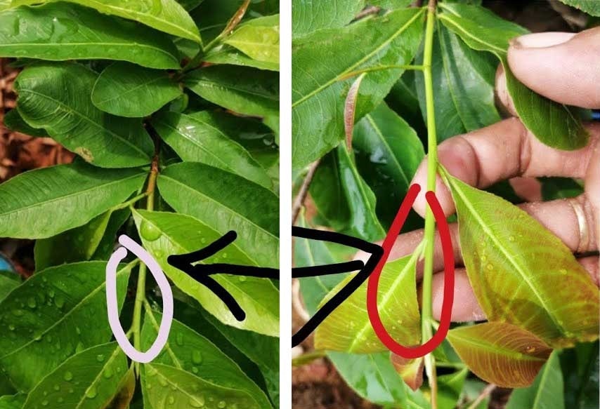Ảnh bên phải cây mai thừa đạm, mắc lá thưa hơn cây mai trong ảnh bên trái