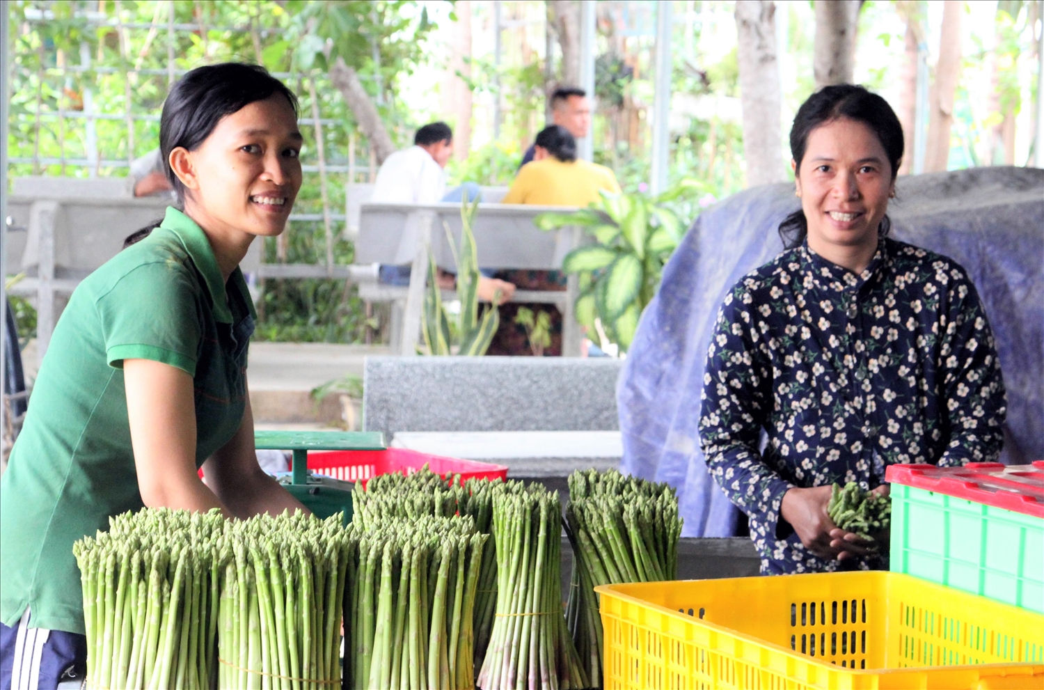 Bà con người Chăm thôn Thành Tín thu hoạch măng tây xanh 