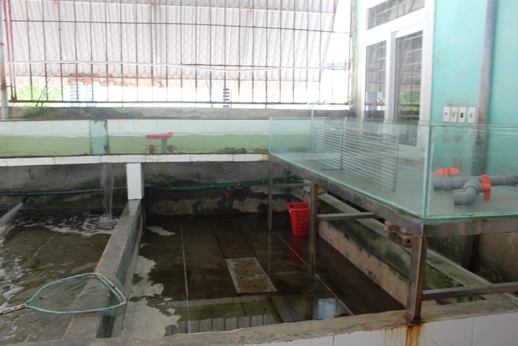 Các bể nuôi hải sản để cung cấp cho các nhà hàng, khách sạn cạn trơ đáy. Các bể nuôi hải sản để cung cấp cho các nhà hàng, khách sạn cạn trơ đáy.
