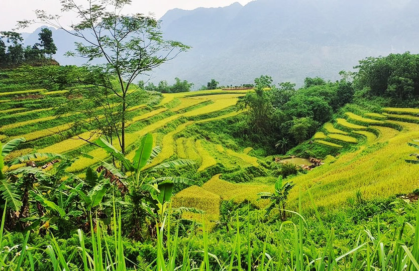 Những triền ruộng bậc thang đẹp như một bức họa 