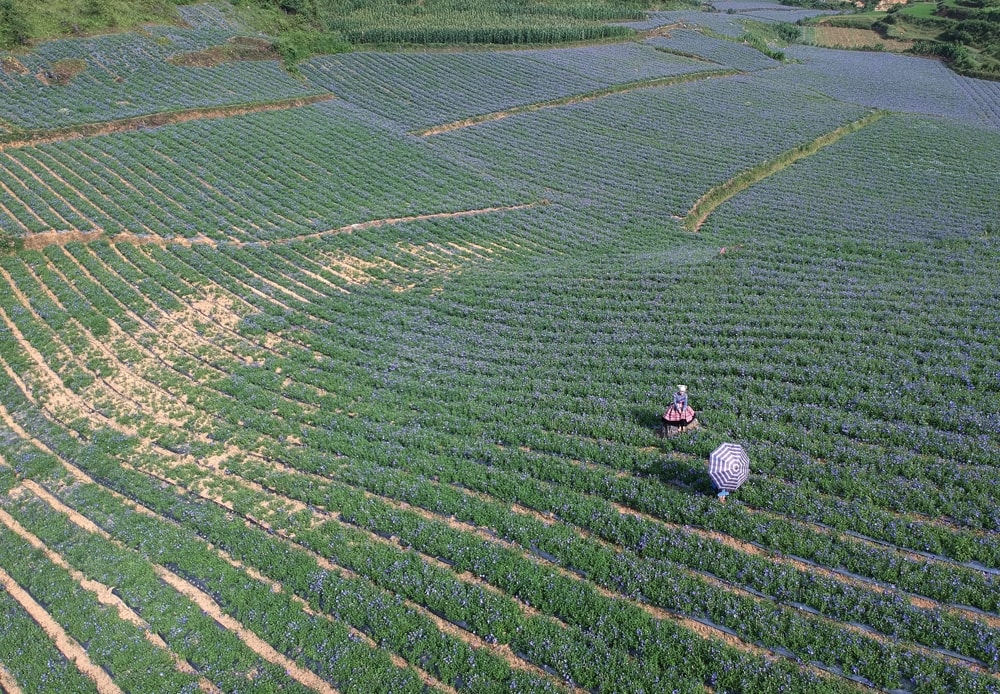 Năm 2020, người dân Tả Van Chư thu hơn 5 tỷ đồng từ loại cây dược liệu này, năm nay dự kiến nguồn thu sẽ tăng lên khi diện tích trồng được mở rộng gấp đôi.