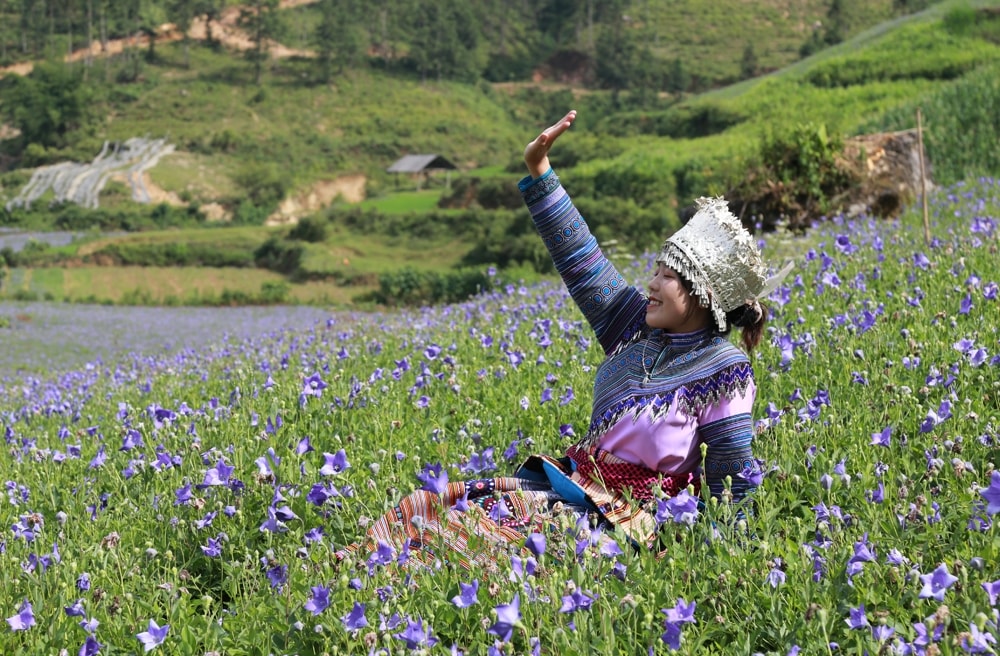 Khu vực trồng cây cát cánh còn trở thành điểm du lịch hấp dẫn