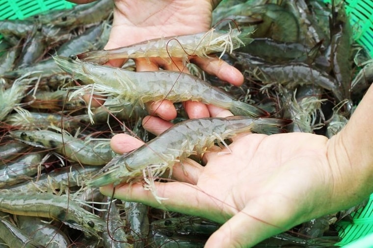 Chữa bệnh cho tôm bằng tỏi là phương pháp tự nhiên và an toàn mà hiệu quả cao.
