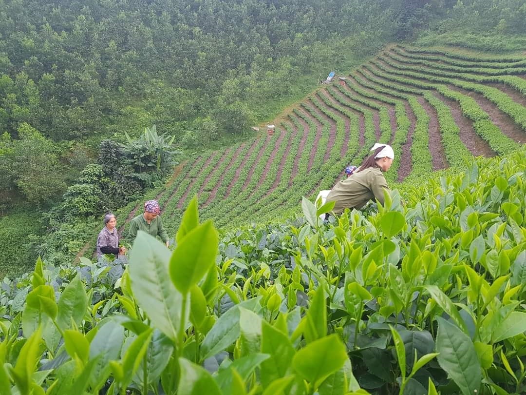 Nghị quyết số 26-NQ/TW đã tạo cho nông nghiệp chuyển biến mạnh mẽ