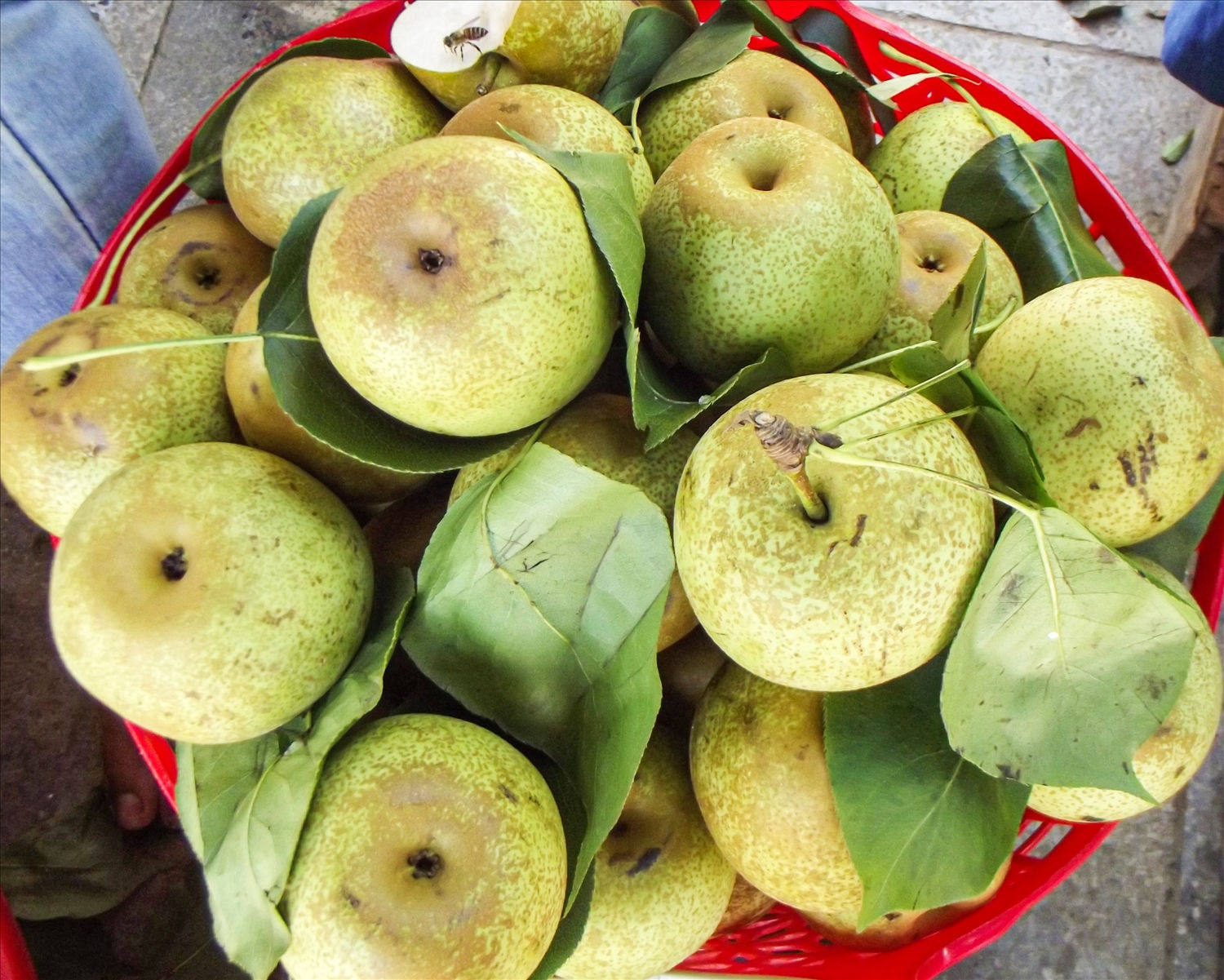 Lê VH6 loại đẹp đang được bán với giá 40 ngàn đồng/kg