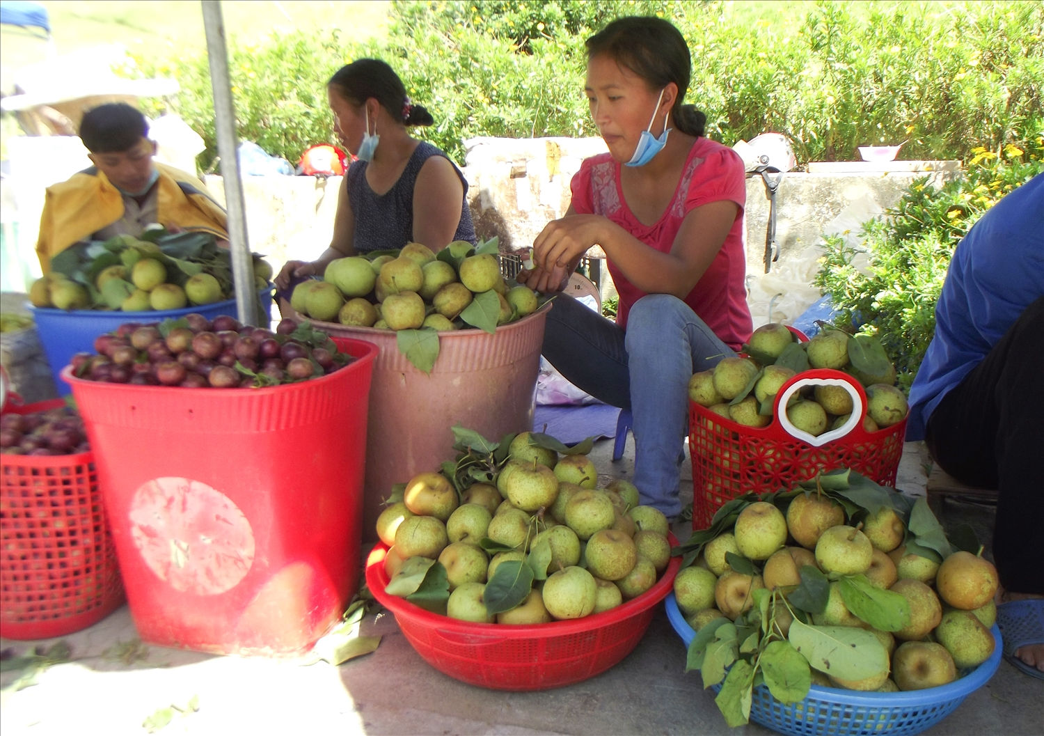 Cao nguyên Bắc Hà vào mùa thu hoạch Lê VH6