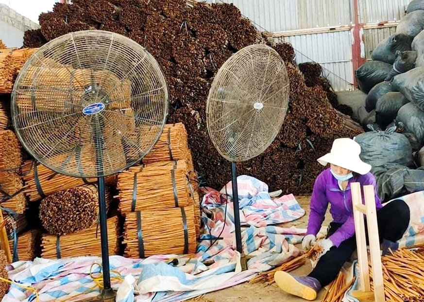 Nhiều sản phẩm từ cây quế có giá trị kinh tế cao