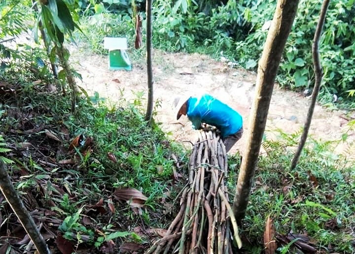 Người dân Văn Yên (Yên Bái) thu hoạch quế