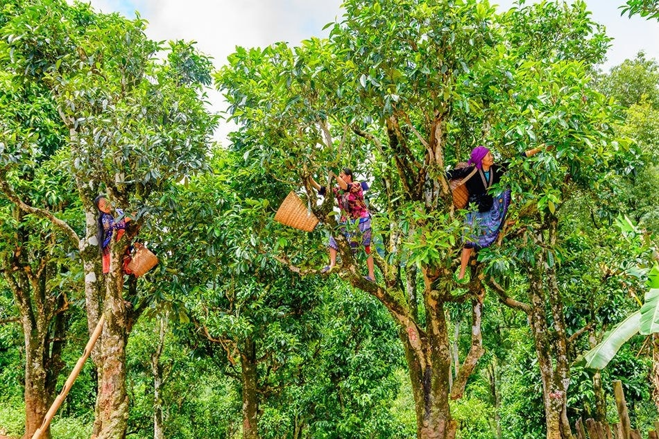 Đồng bào dân tộc Mông Tủa Chùa hái chè cổ thụ. Ảnh Hải Giang