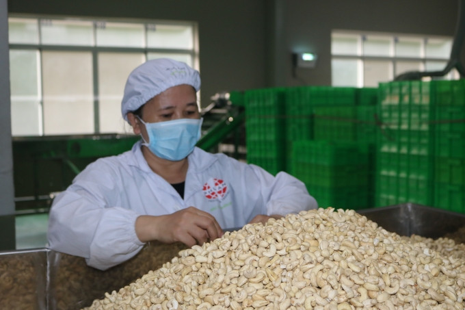 Pháp được coi là thị trường xuất khẩu hạt điều tiềm năng lớn của Việt Nam