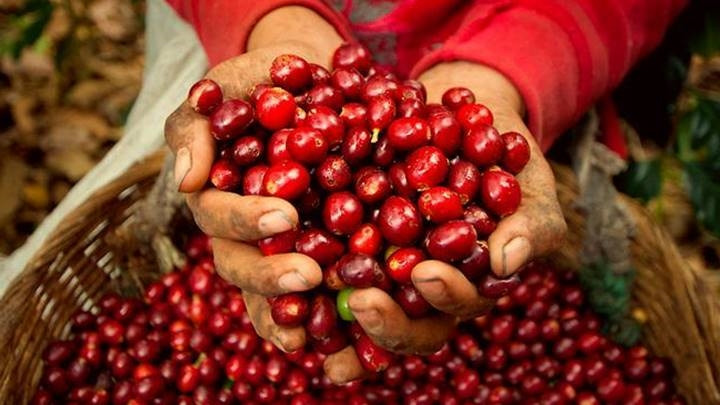 Cập nhật giá cà phê mới nhất hôm nay ngày 6/7/2021