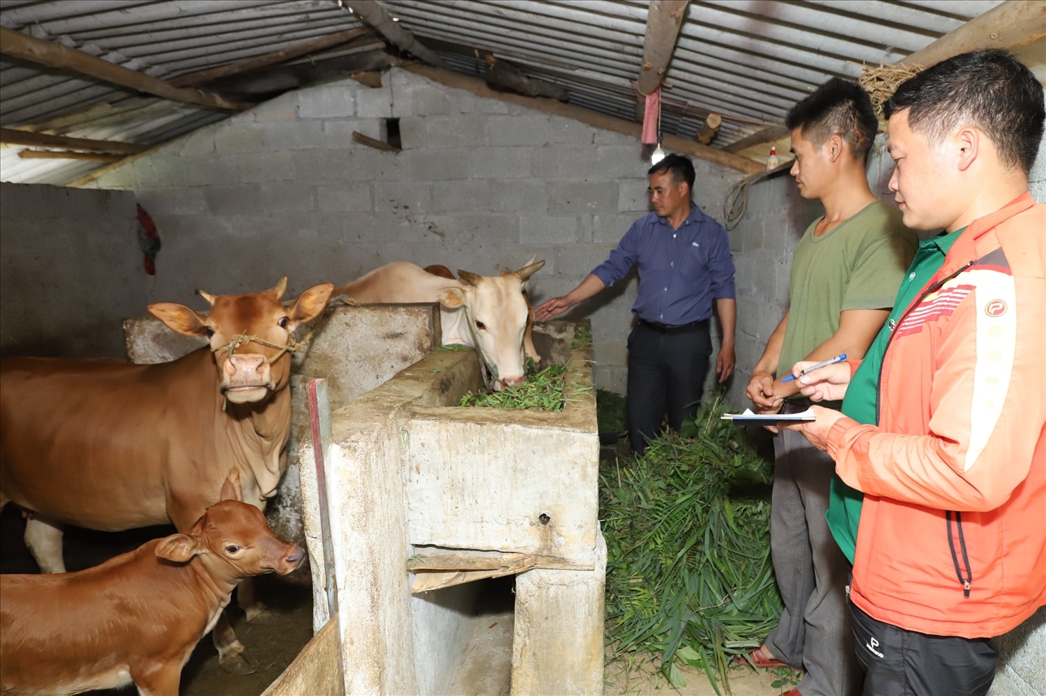 Cán bộ Ủy ban MTTQ xã Lũng Chinh kiểm tra mô hình bò giống luân chuyển tại thôn Mèo Vống. Cán bộ Ủy ban MTTQ xã Lũng Chinh kiểm tra mô hình bò giống luân chuyển tại thôn Mèo Vống.