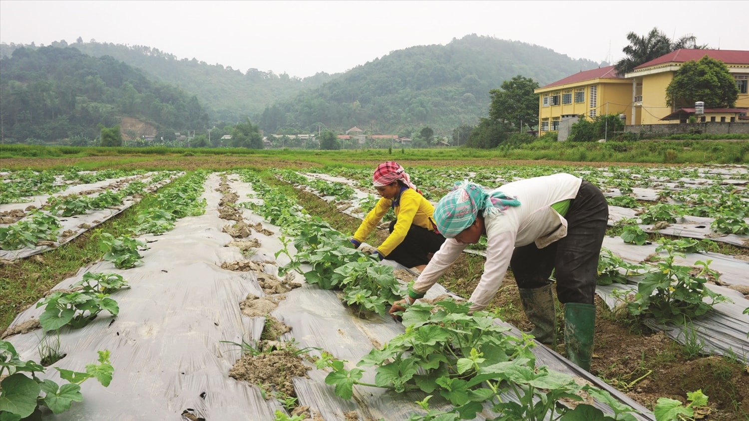 Mô hình nông nghiệp hữu cơ đang mang lại giá trị kinh tế cho người nông dân.