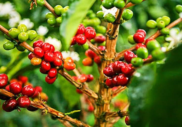 Giá cà phê hôm nay 7/7 đồng loạt giảm