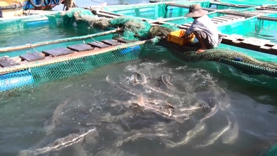 Việc chăm sóc cá bớp đòi hỏi rất kỳ công, vì thức ăn cho chúng hoàn toàn bằng cá tươi. Ảnh: Trang Hiếu Việc chăm sóc cá bớp đòi hỏi rất kỳ công, vì thức ăn cho chúng hoàn toàn bằng cá tươi. Ảnh: Trang Hiếu