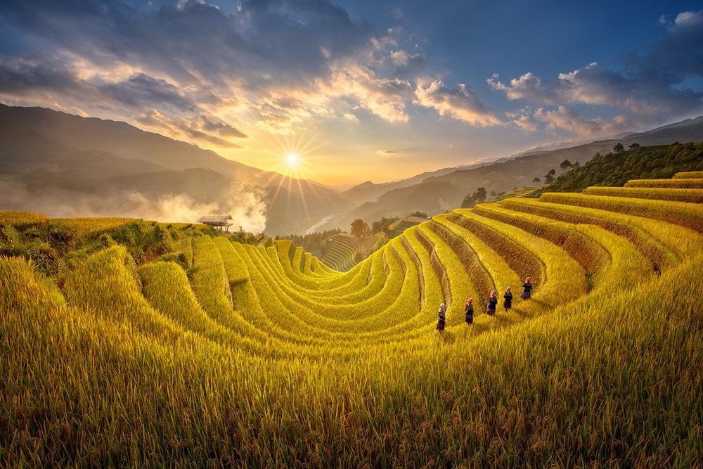 Những thửa ruộng bậc thang, thung lũng dưới chân đèo được phủ lên một tấm áo màu vàng khi mùa lúa chín