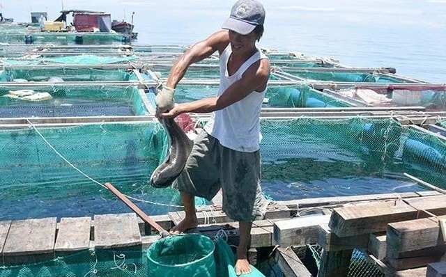 Nhiều hộ dân ở Lý Sơn phấn khởi vì có nguồn thu nhập cao từ mô hình nuôi cá bớp. Ảnh minh họa Nhiều hộ dân ở Lý Sơn phấn khởi vì có nguồn thu nhập cao từ mô hình nuôi cá bớp. Ảnh minh họa