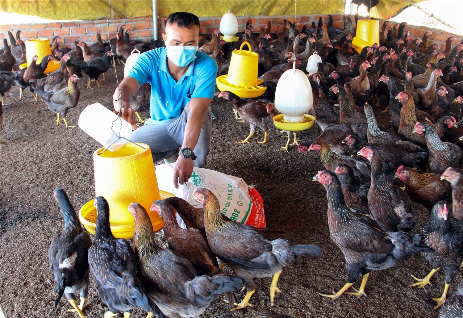 Anh Chamaléa Đất chăm sóc đàn gà nuôi thịt chuẩn bị xuất chuồng. 