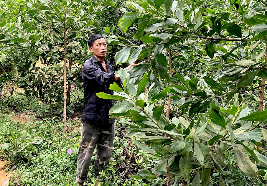  Ông Lý Văn Sính chăm sóc rừng keo hơn 1 năm tuổi