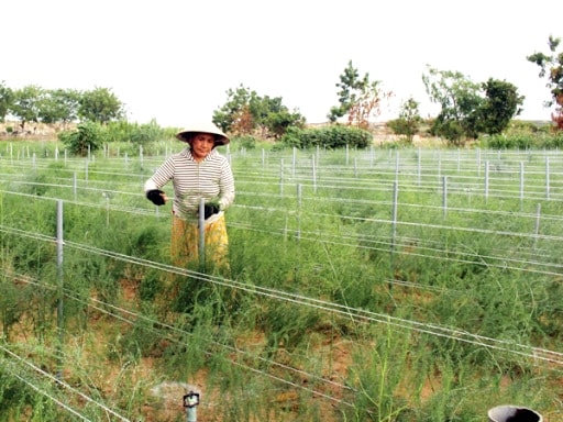 HTX Dịch vụ tổng hợp nông nghiệp Châu Rế liên kết trồng măng tây xanh mang lại hiệu quả cao cho người dân tôn Thành Tín HTX Dịch vụ tổng hợp nông nghiệp Châu Rế liên kết trồng măng tây xanh mang lại hiệu quả cao cho người dân tôn Thành Tín