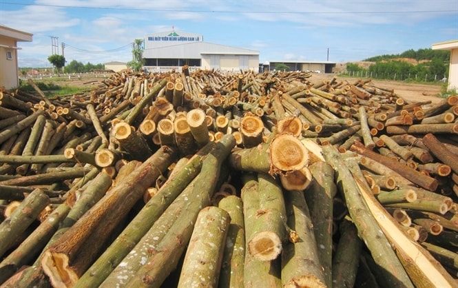 Gỗ lớn có chứng chỉ FSC được các nhà máy chế biến gỗ trên địa bàn Quảng Trị thu mua hết Gỗ lớn có chứng chỉ FSC được các nhà máy chế biến gỗ trên địa bàn Quảng Trị thu mua hết