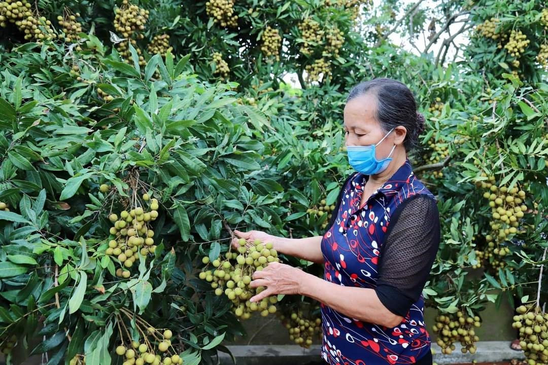 Nông dân Hưng Yên thu hoạch nhãn sớm. Ảnh: minh hoạ 