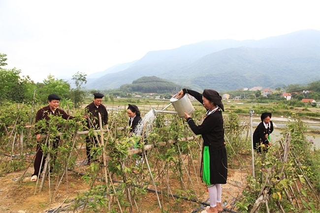 Đồng bào dân tộc thiểu số xã Đạo Trù, huyện Tam Đảo mạnh dạn chuyển đổi cây trồng kém hiệu quả sang trồng cây dược liệu có giá trị kinh tế cao. (Ảnh: Trường Khanh) Đồng bào dân tộc thiểu số xã Đạo Trù, huyện Tam Đảo mạnh dạn chuyển đổi cây trồng kém hiệu quả sang trồng cây dược liệu có giá trị kinh tế cao. (Ảnh: Trường Khanh)