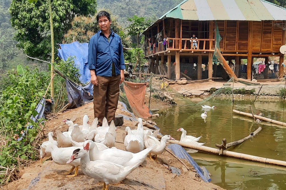 Ngoài nuôi trâu, bò, ông Toi còn nuôi thêm ngan, vịt và đào ao thả cá