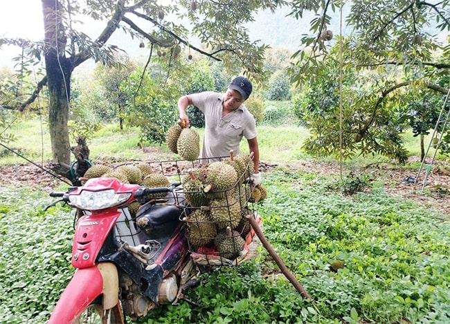 Sản phẩm sầu riêng của ông Nguyễn Văn Châu được trồng theo quy chuẩn VietGAP và có dán tem truy xuất nguồn gốc giúp tiêu thụ ổn định hơn Sản phẩm sầu riêng của ông Nguyễn Văn Châu được trồng theo quy chuẩn VietGAP và có dán tem truy xuất nguồn gốc giúp tiêu thụ ổn định hơn